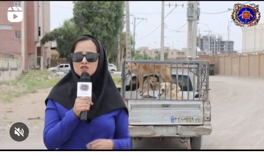 تصویر روند جمع‌آوری سگ‌های بلاصاحب همچنان ادامه دارد