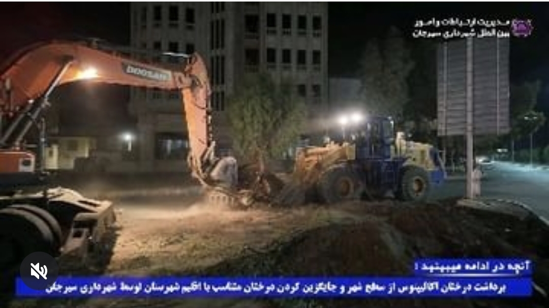 تصویر برداشت درختان اکالیپتوس از سطح شهر و جایگزین کردن درختان متناسب با اقلیم شهرستان